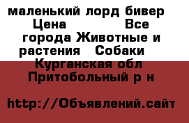 маленький лорд бивер › Цена ­ 10 000 - Все города Животные и растения » Собаки   . Курганская обл.,Притобольный р-н